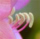 daniel pavon cuellar photo evergreens flora